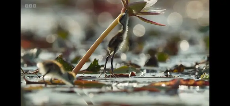 African jacana (Actophilornis africanus) as shown in Planet Earth III - Freshwater